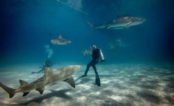 Quels sont les meilleurs spots pour une plongée avec les requins en Afrique du Sud?