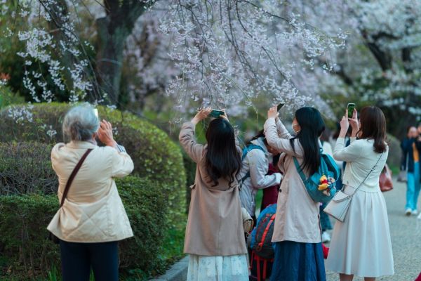 Comment découvrir les traditions de la fête des cerisiers en fleur au Japon?